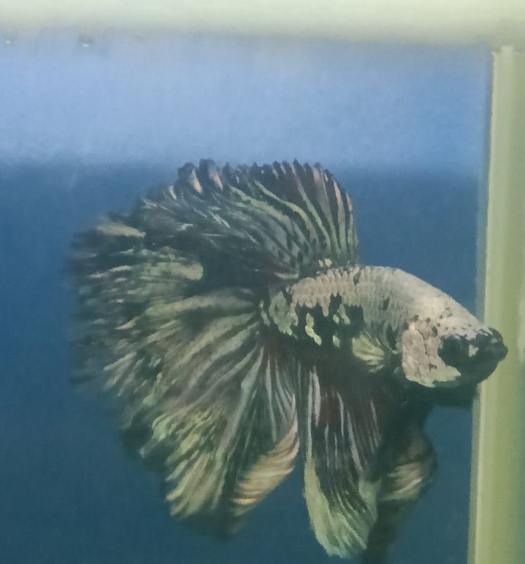 BETTA MASCHIO HALFMOON SAMURAI