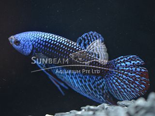 BETTA MASCHIO HMPK BLUE ALIEN