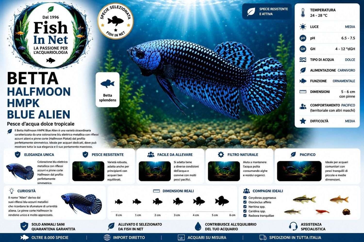 BETTA MASCHIO HMPK BLUE ALIEN BETTA MASCHIO HMPK BLUE ALIEN