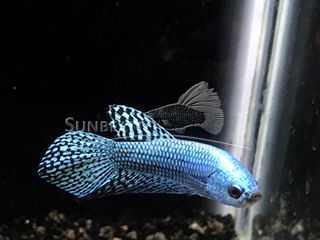 BETTA MASCHIO HMPK  GREEN ALIEN