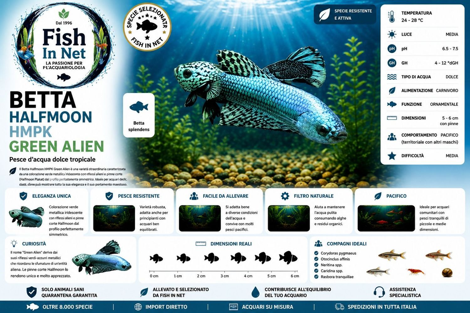 BETTA MASCHIO HMPK GREEN ALIEN BETTA MASCHIO HMPK GREEN ALIEN
