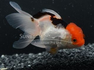 TESTA DI LEONE TRICOLOR 7-8 cm PREMIUM QUALITY TESTA DI LEONE TRICOLOR 7-8 cm PREMIUM QUALITY