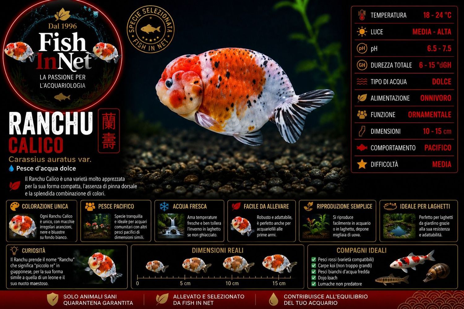 RANCHU CALICO 7/8 CM PREMIUM QUALITY RANCHU CALICO 7/8 CM PREMIUM QUALITY