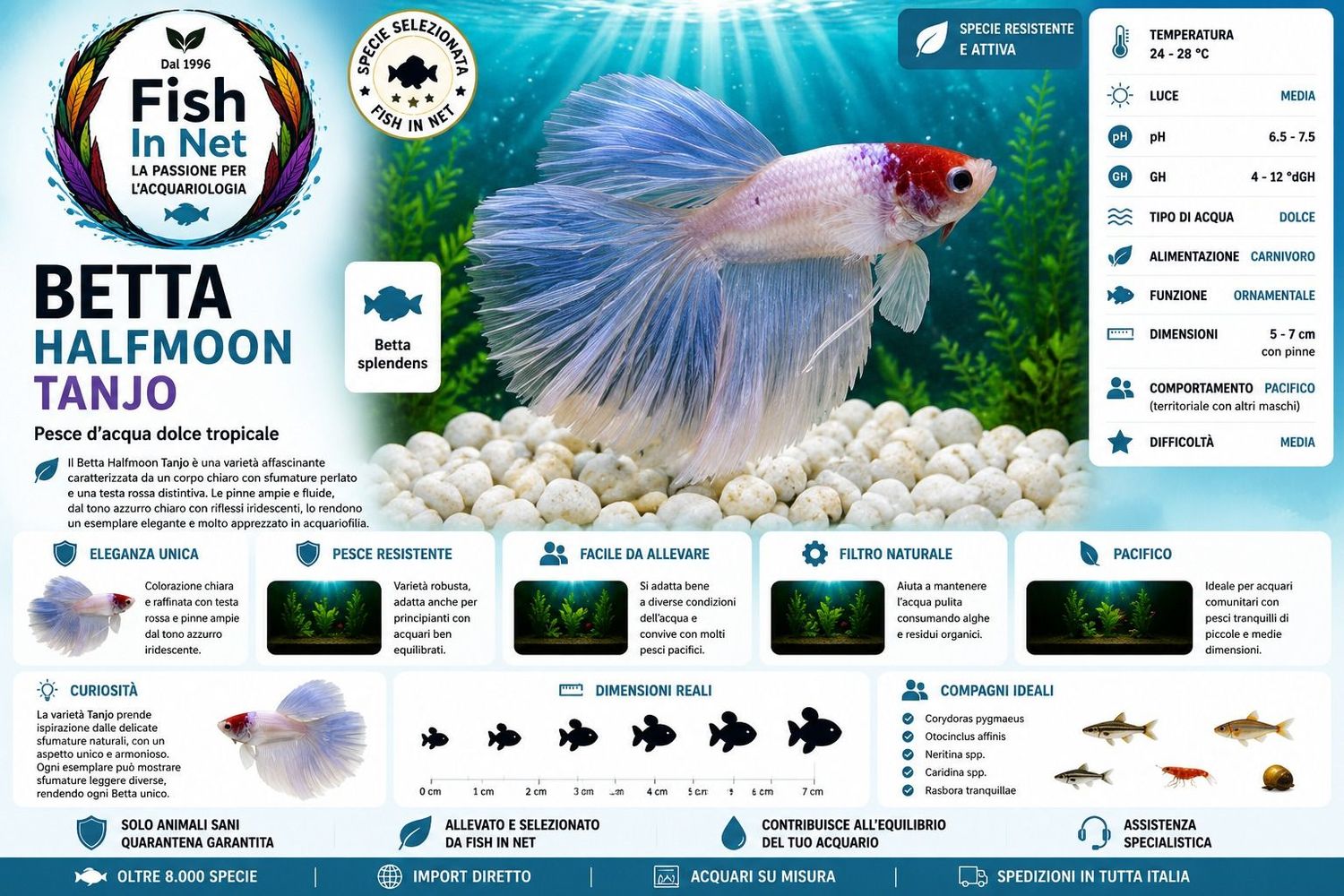 BETTA MASCHIO HALFMOON TANJO BETTA MASCHIO HALFMOON TANJO