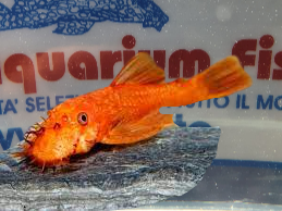 ANCISTRUS SUPER RED 7/8 cm