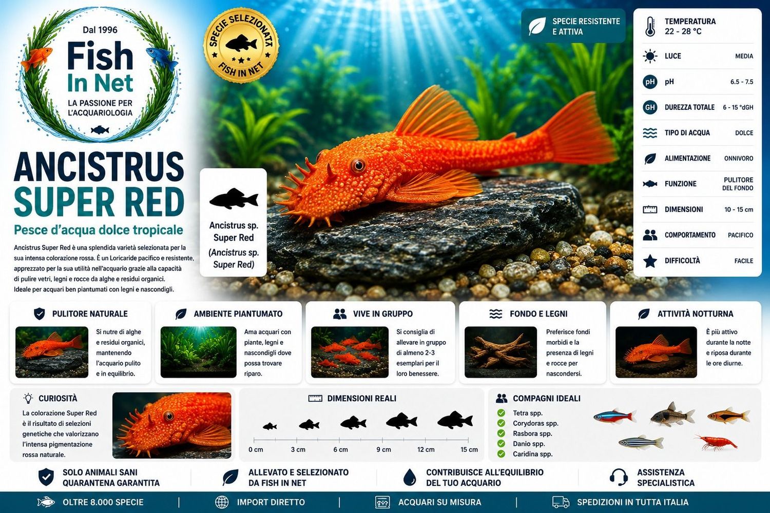 ANCISTRUS SUPER RED 5/6 cm ANCISTRUS SUPER RED 5/6 cm