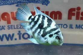 PARROT BLU TIGER 3CM PARROT BLU TIGER 3CM