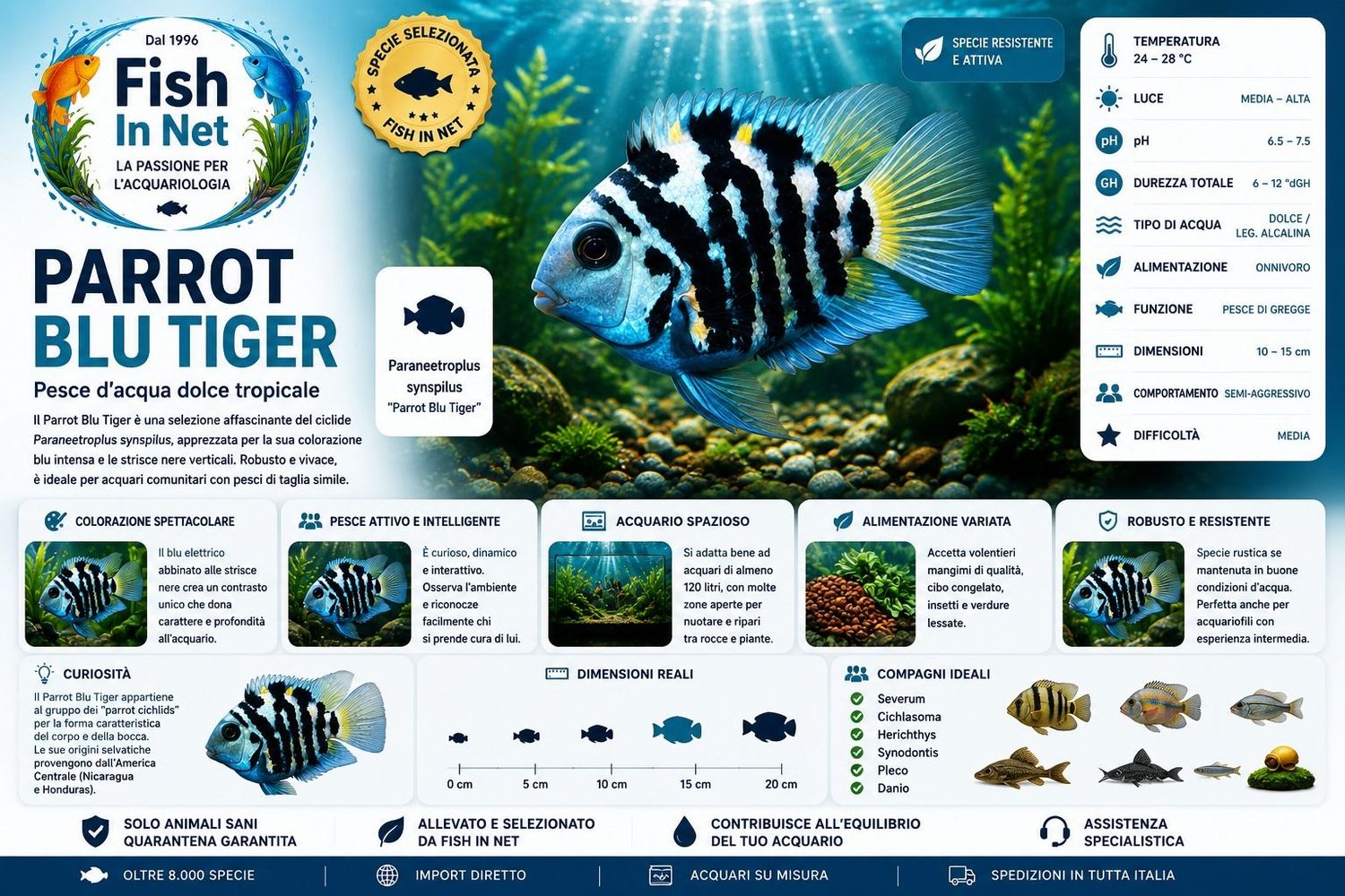 PARROT BLU TIGER nano 3CM