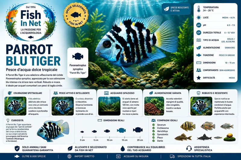 PARROT BLU TIGER 3CM