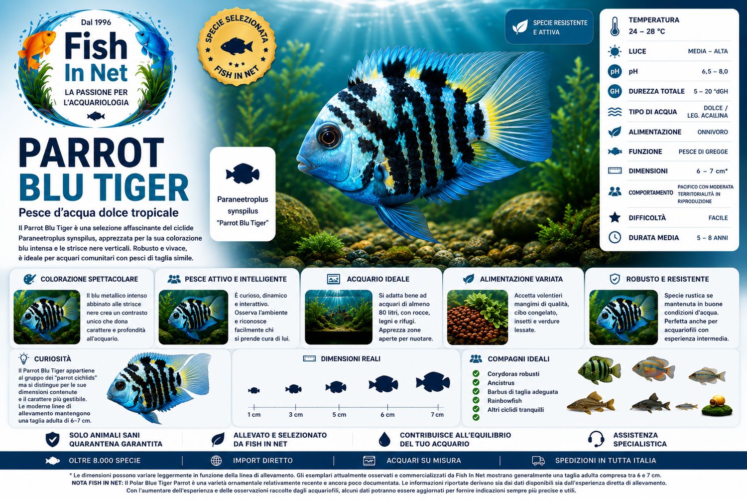 Polar Blue Tiger Parrot nano Polar Blue Tiger Parrot nano