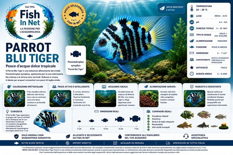 Polar Blue Tiger Parrot nano