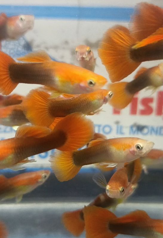 GUPPY MASCHIO RED BLONDE TUXEDO GUPPY MASCHIO RED BLONDE TUXEDO