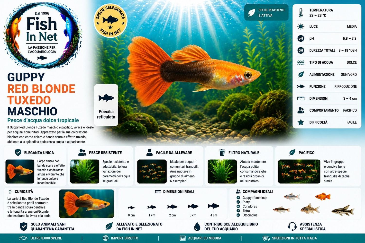 GUPPY MASCHIO RED BLONDE TUXEDO