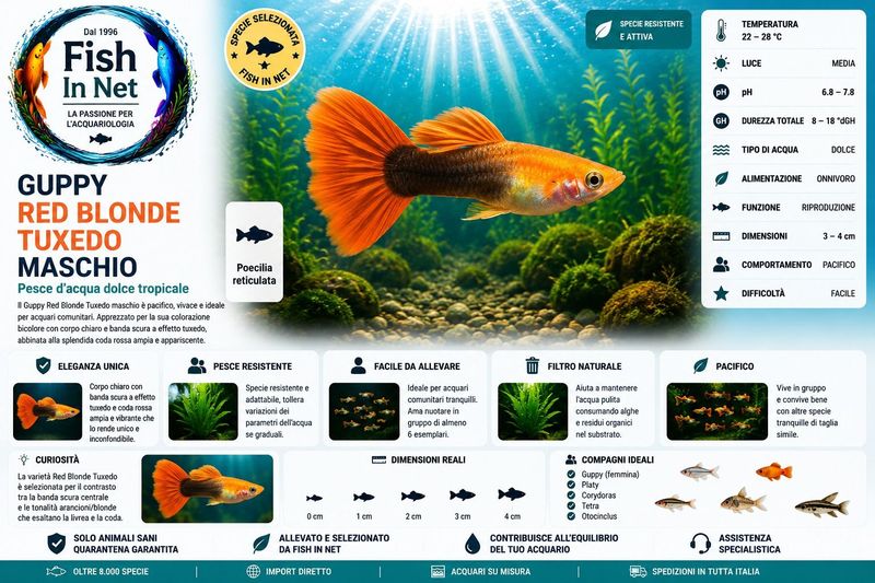 GUPPY MASCHIO RED BLONDE TUXEDO