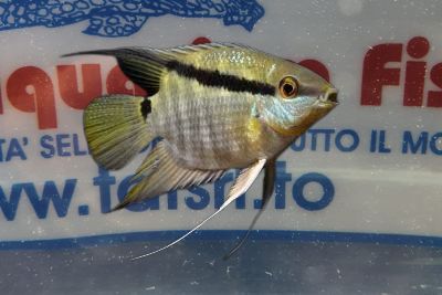 MESONAUTA FESTIVUS MESONAUTA FESTIVUS