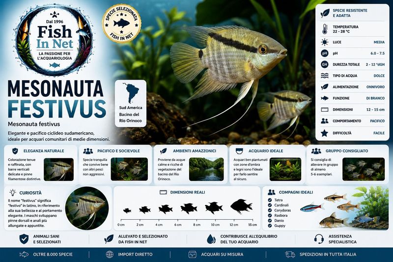 MESONAUTA FESTIVUS