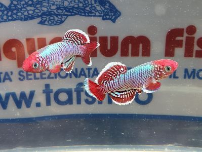 NOTHOBRANCHIUS EGGERSI