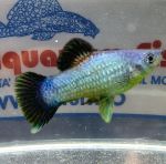 PLATY BLUE WAGTAIL PLATY BLUE WAGTAIL