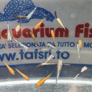 ORYZIAS MEDAKA COLORAZIONI ASSORTITE ORYZIAS MEDAKA COLORAZIONI ASSORTITE