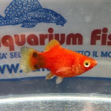 PLATY RED MOON PLATY RED MOON