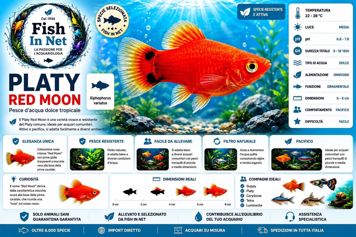 PLATY RED MOON PLATY RED MOON