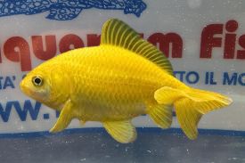 WAKIN LEMON 8/10 CM