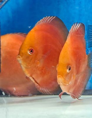 DISCUS MARLBORO 5/6cm
