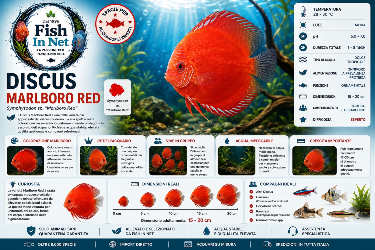 DISCUS MARLBORO 5/6cm