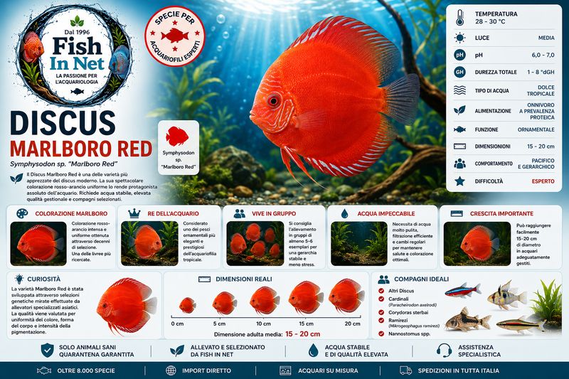 DISCUS MARLBORO 5/6cm DISCUS MARLBORO 5/6cm