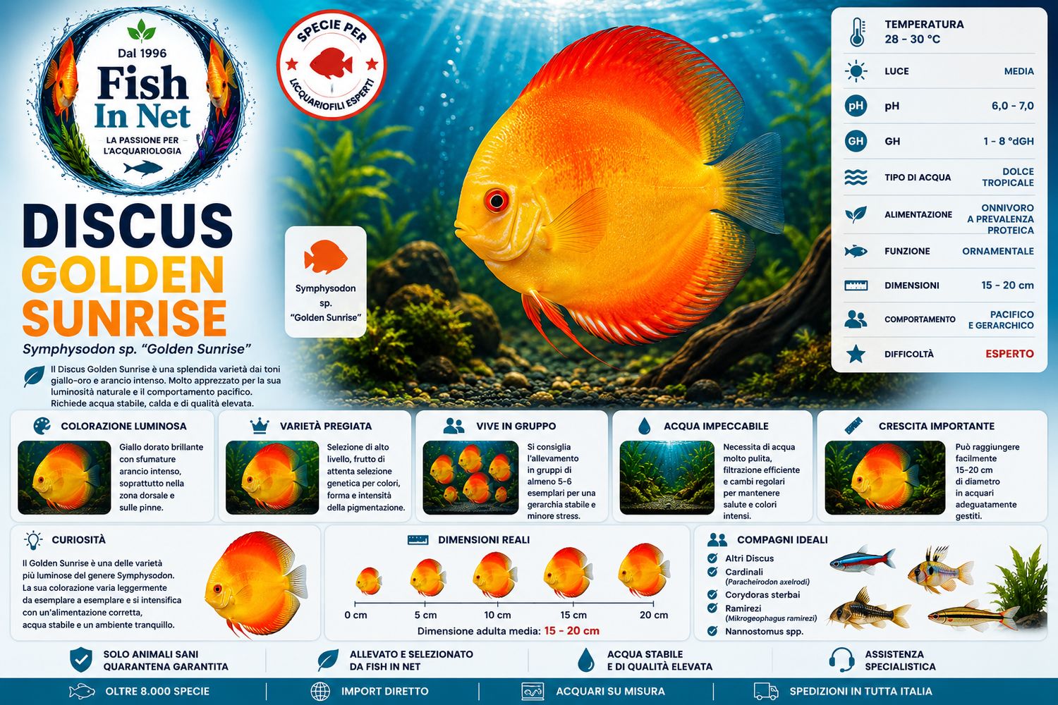 DISCUS GOLDEN SUNRISE 5/6cm