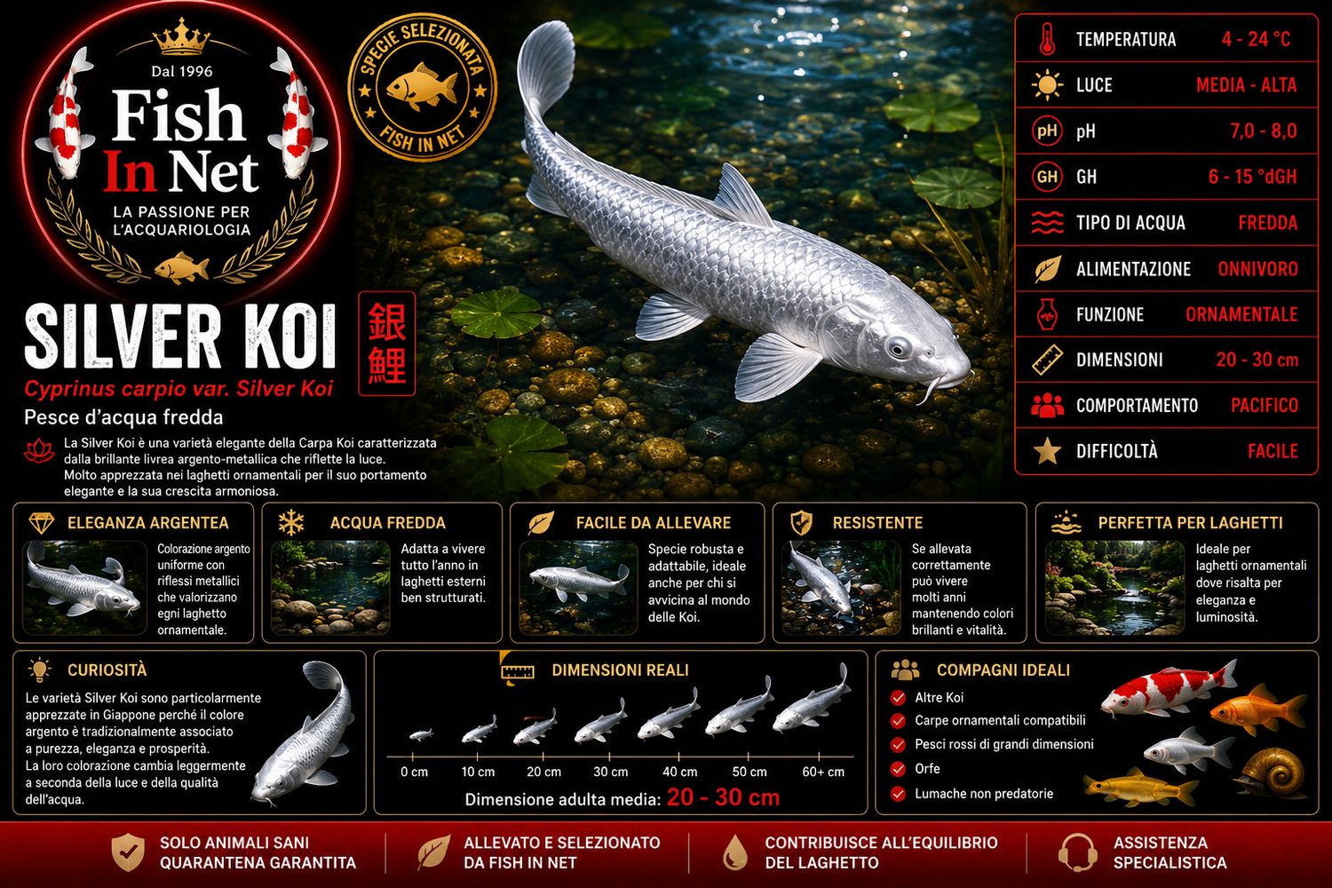 CARPA KOI  SILVER 10/12 CM