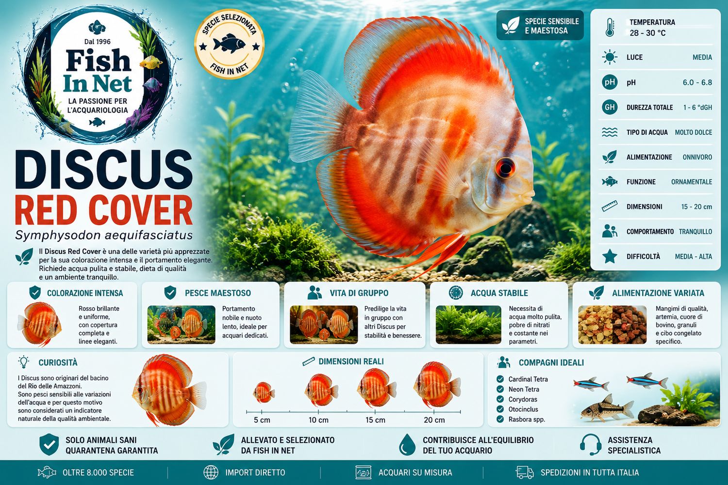 DISCUS RED COVER 5/6cm