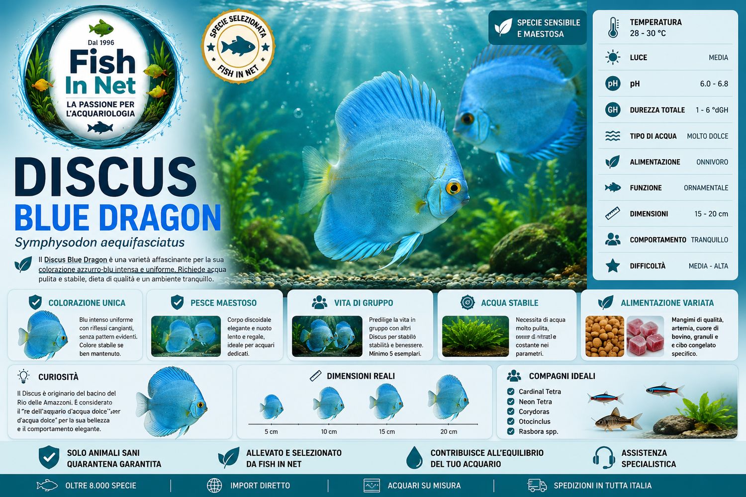 DISCUS BLUE DRAGON 5/6cm