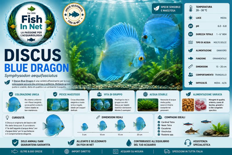DISCUS BLUE DRAGON 5/6cm DISCUS BLUE DRAGON 5/6cm