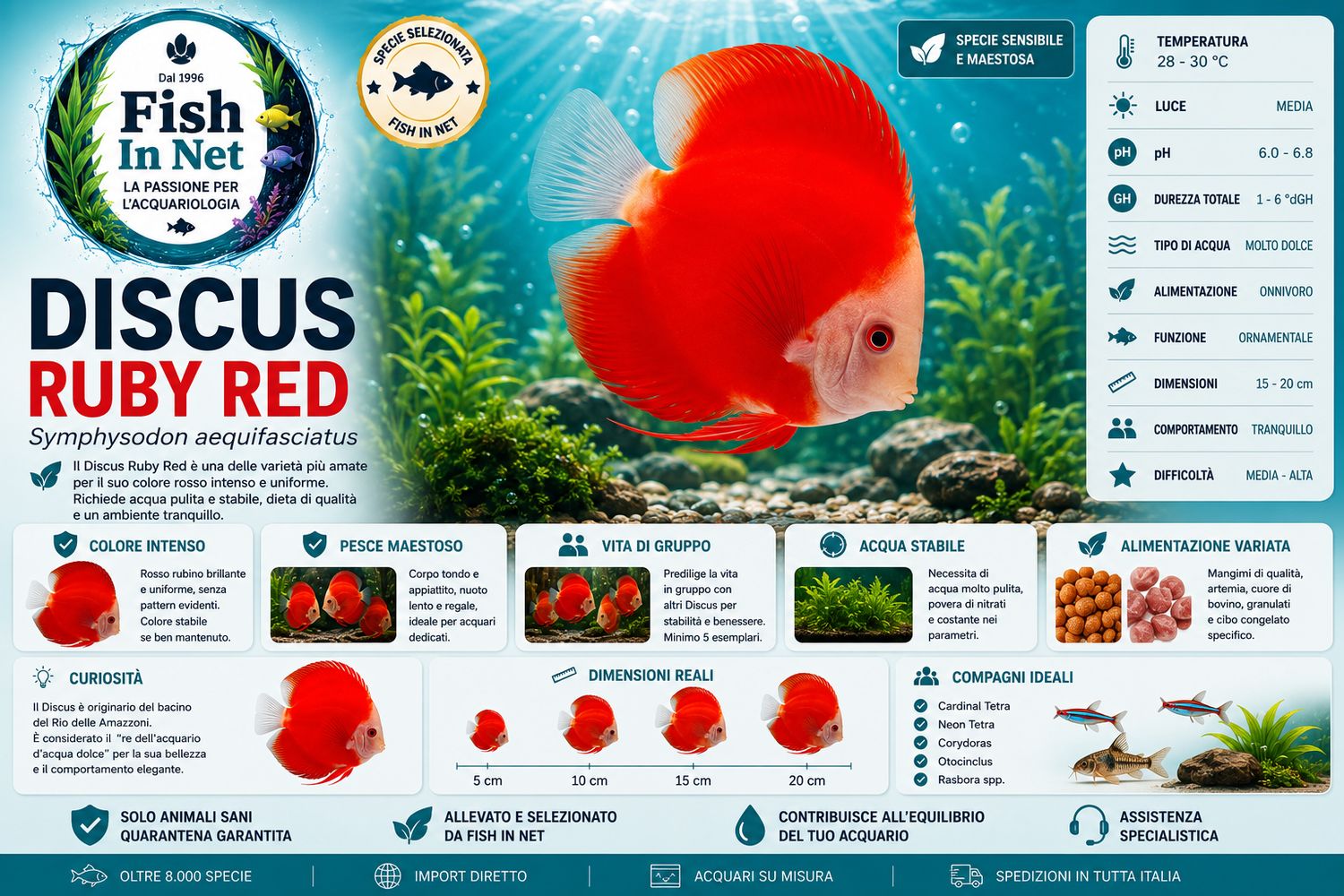 DISCUS ROYAL RUBY RED 5/6cm