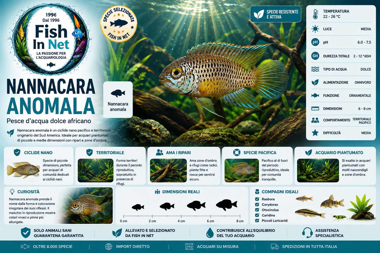 NANNACARA ANOMALA NANNACARA ANOMALA
