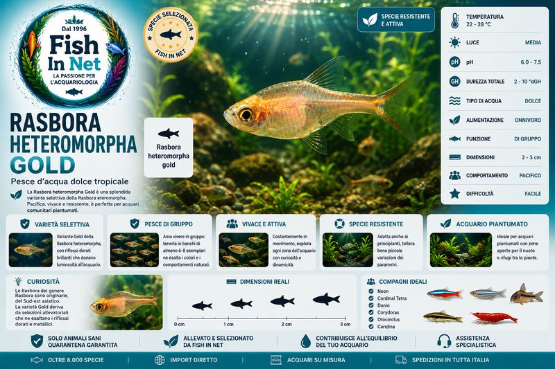 RASBORA HETEROMORPHA GOLD RASBORA HETEROMORPHA GOLD