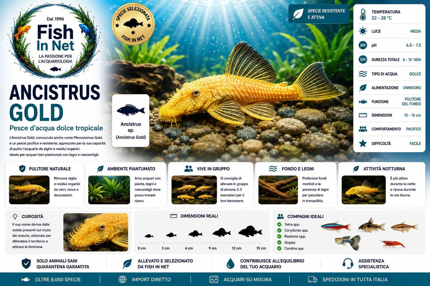 ANCISTRUS GOLD  sm
