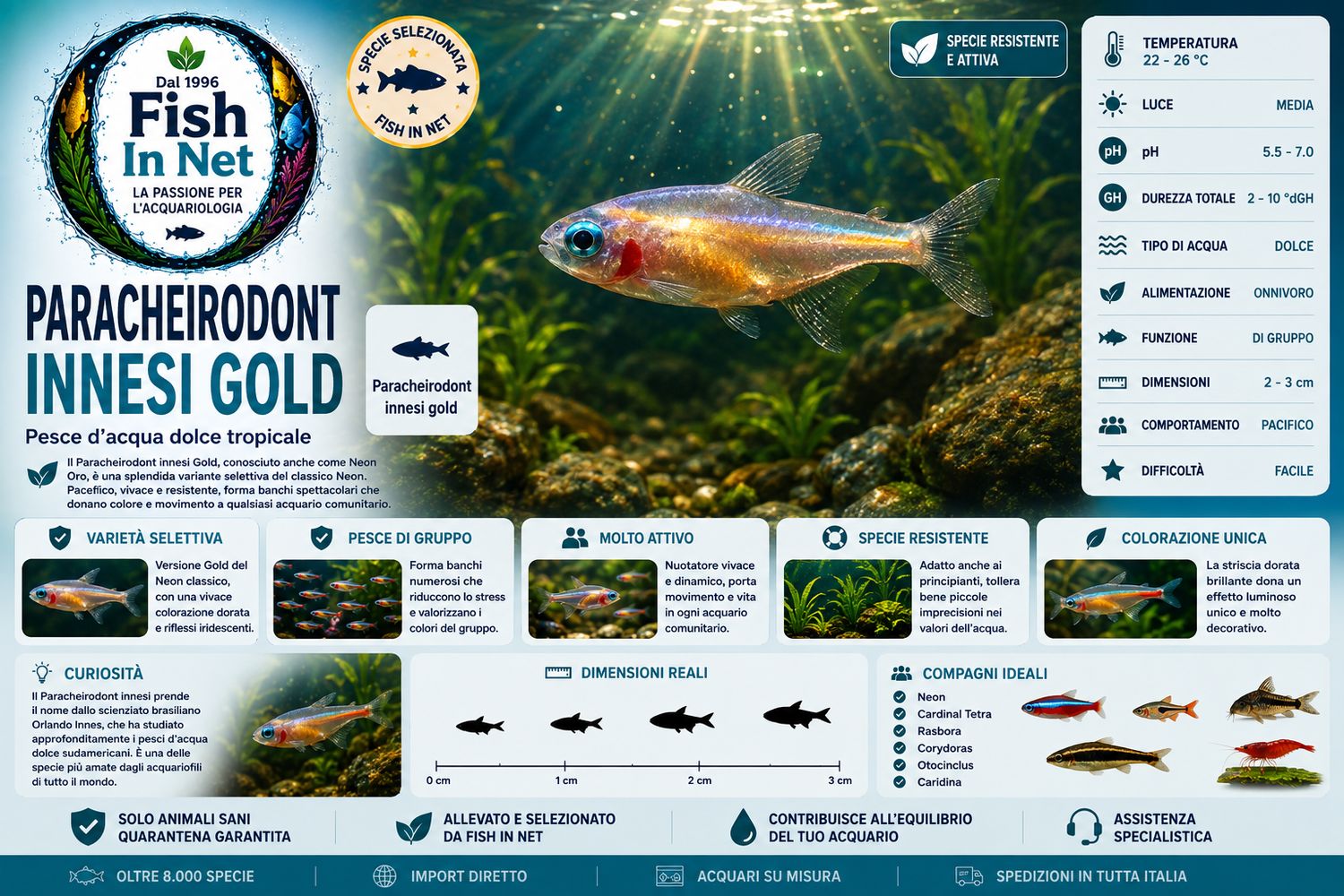 NEON PARACHEIRODON INNESI GOLD NEON PARACHEIRODON INNESI GOLD
