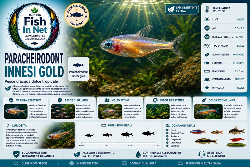 NEON PARACHEIRODON INNESI GOLD NEON PARACHEIRODON INNESI GOLD