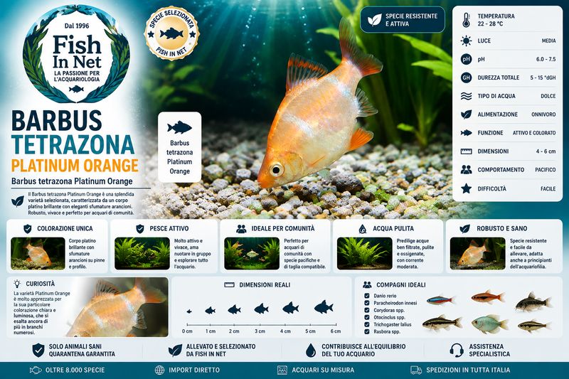 BARBUS TETRAZONA PLATINUM ORANGE BARBUS TETRAZONA PLATINUM ORANGE