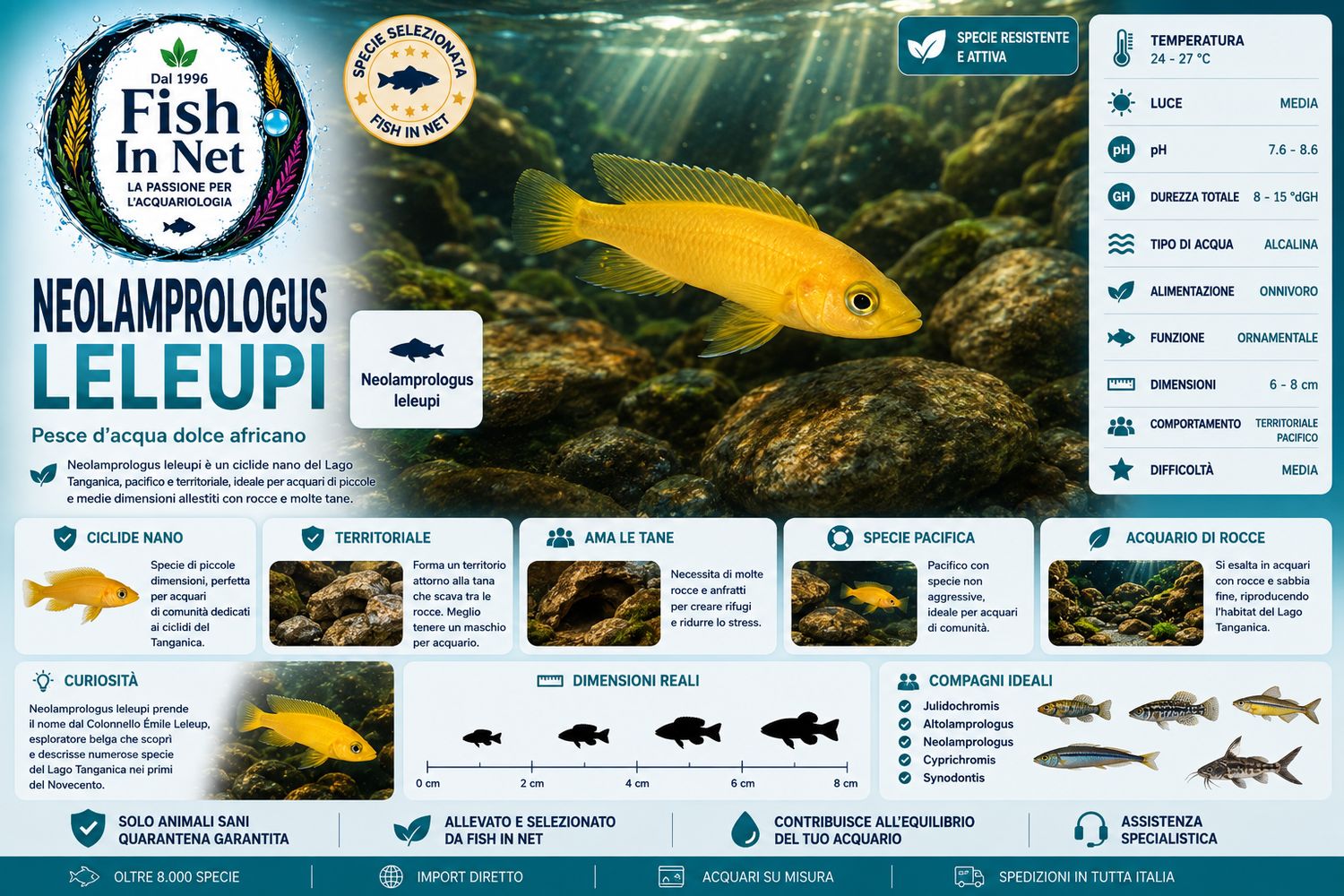 NEOLAMPROLOGUS LELEUPI