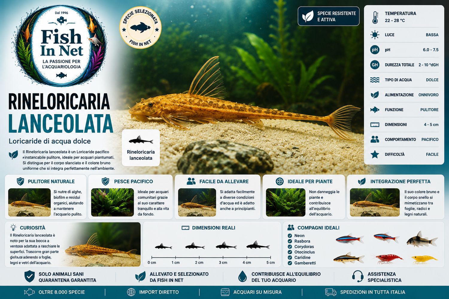 RINELORICARIA LANCEOLATA RINELORICARIA LANCEOLATA