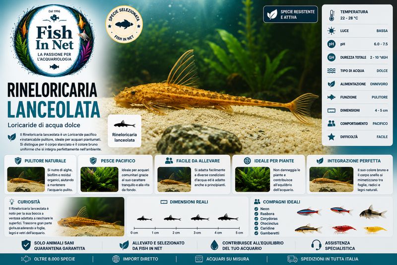 RINELORICARIA LANCEOLATA RINELORICARIA LANCEOLATA