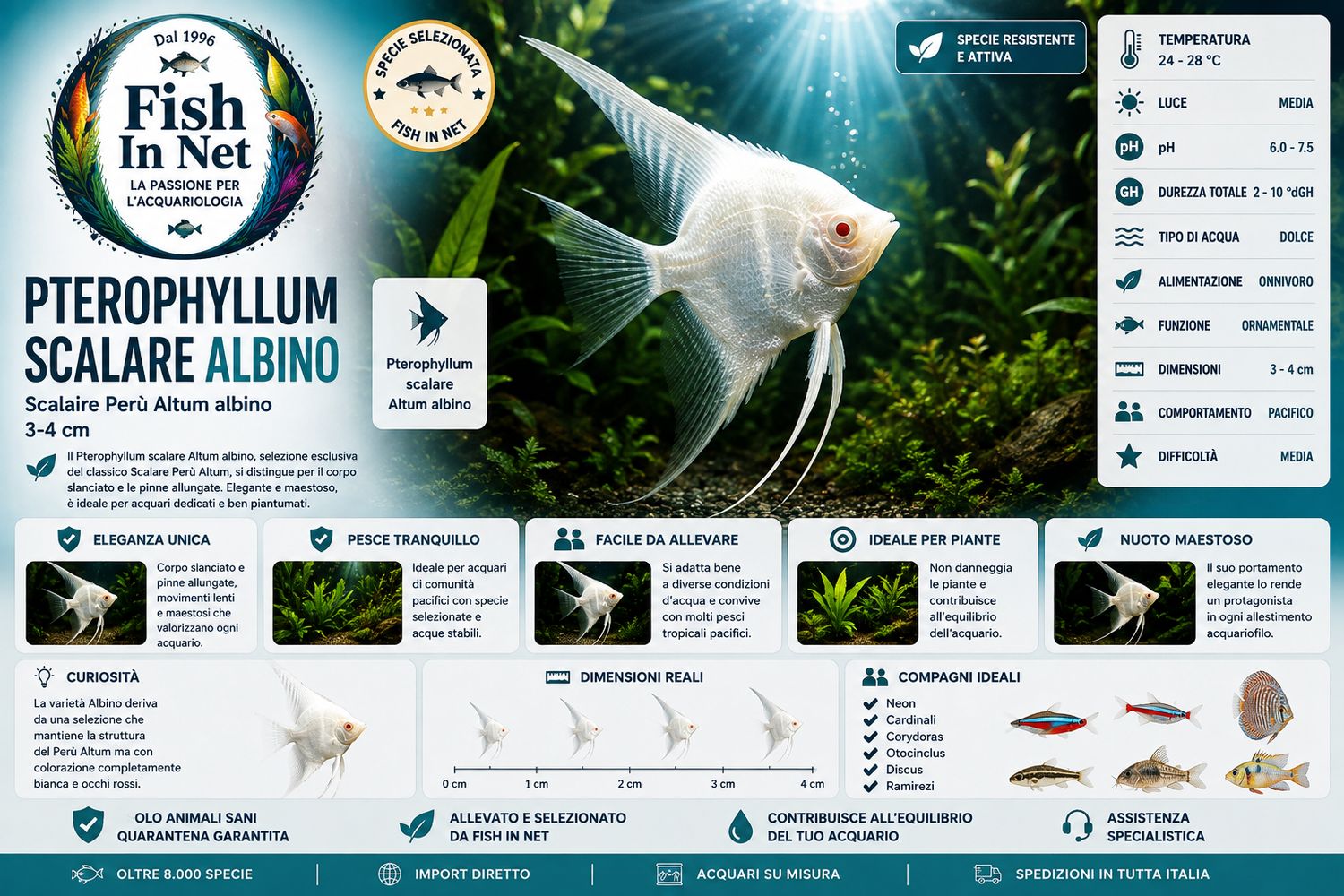SCALARE PERU' ALTUM ALBINO