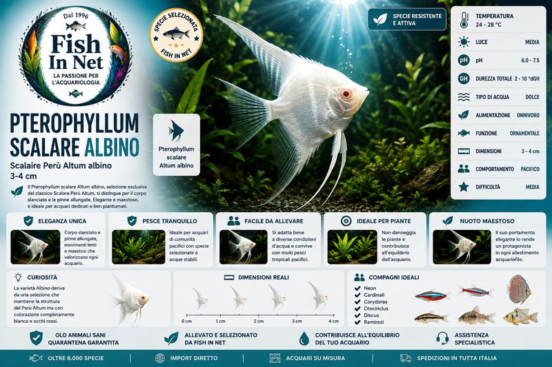 SCALARE PERU' ALTUM ALBINO