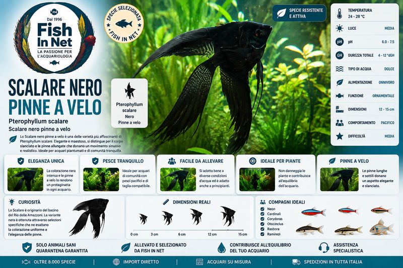 SCALARE BLACK PINNE A VELO