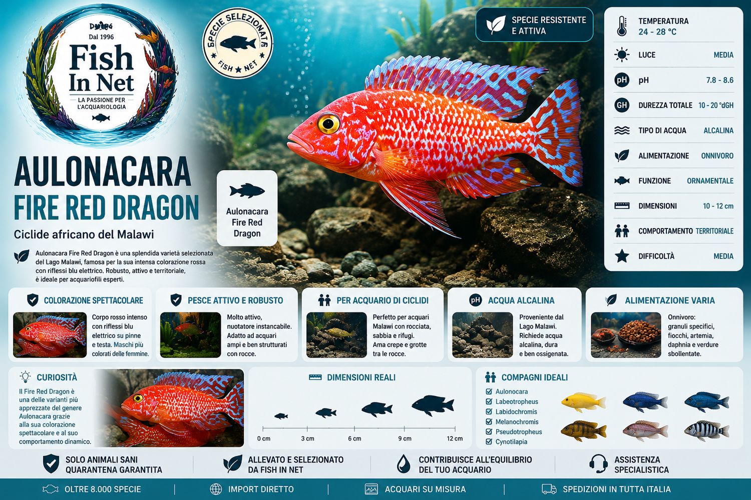 AULONACARA FIRE FISH RED DRAGON
