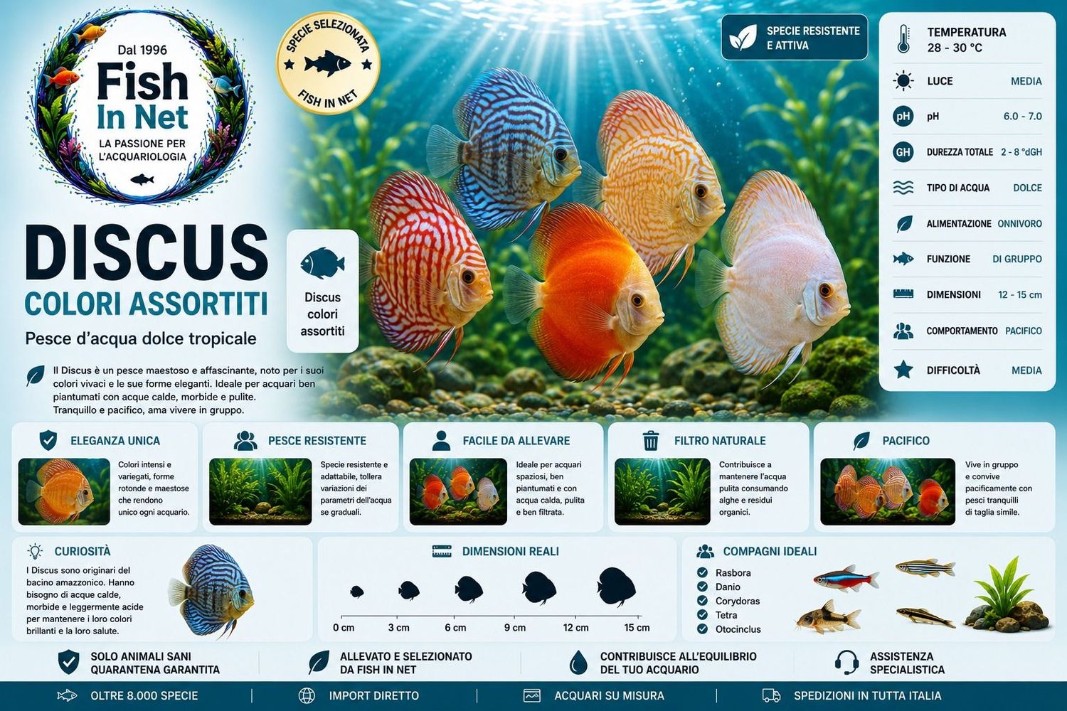 DISCUS COLORI ASSORTITI  4/5 CM - PREZZO CAD.