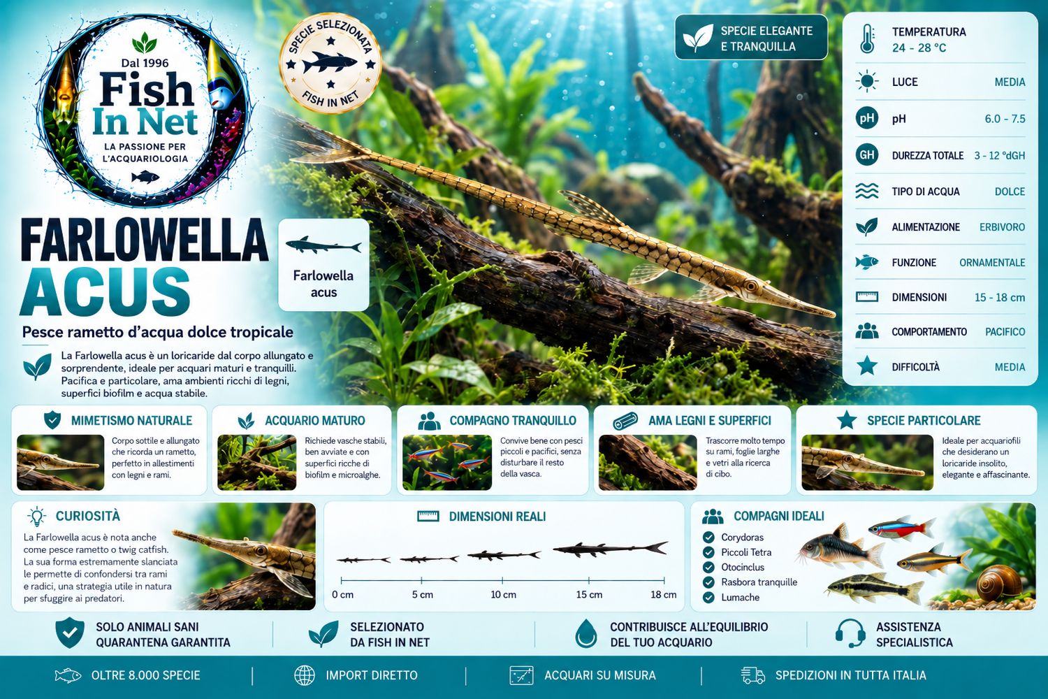 FARLOWELLA ACUS FARLOWELLA ACUS